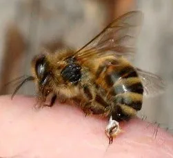 Az ízületek kezelési méhek technika és ellenjavallatok