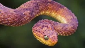 Cal și Snake căsătorie va crește compatibilitatea cuplurilor și va aduce descoperiri placute