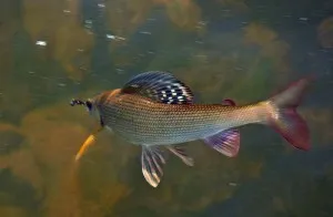 Grayling de pescuit este vorba de pescuit