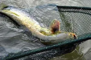 Сом риболов със спининг - Тайните на успешния риболов