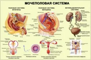 Лечение на урогениталната система