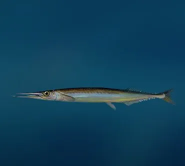вид риба улов