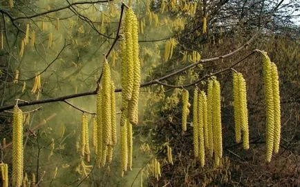 Hazel proprietăți utile și contraindicații alune de pădure alune de pădure, o călătorie în lumea naturii