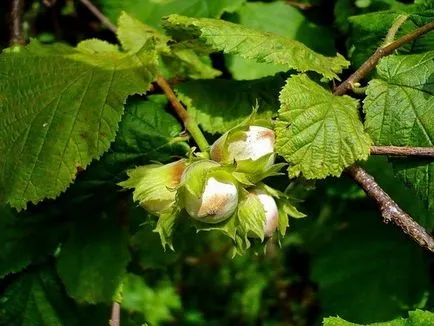 Hazel proprietăți utile și contraindicații alune de pădure alune de pădure, o călătorie în lumea naturii