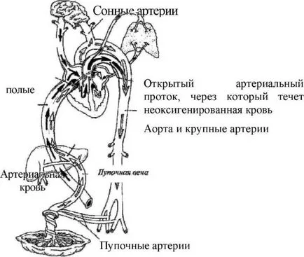 Белодробна хипертония причини и симптоми, лечение и профилактика на заболявания