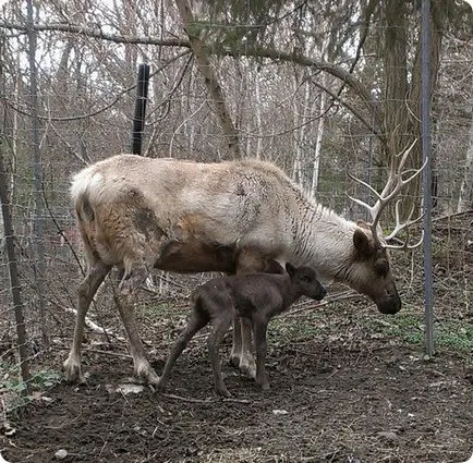 Elk, cerbi, căprioare și cerbi lopătari, în special de locuințe și de hrănire în captivitate