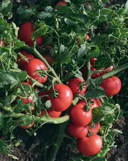 Cele mai bune soiuri cu productivitate și hibrizi de tomate pentru sere, o scurtă descriere