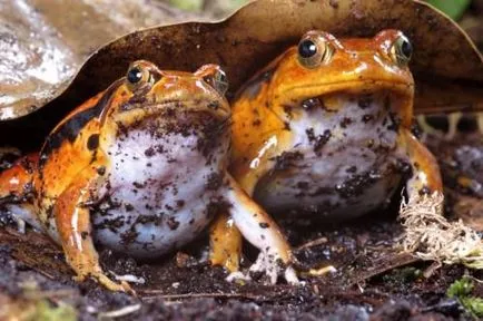 Frog домати или доматено microhylidae (на латински: