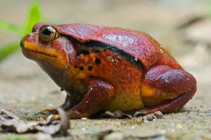 Tomate Frog - care este comună la amfibieni cu tomate