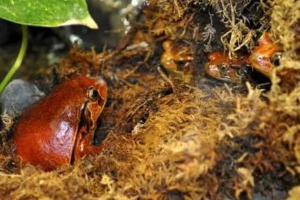 tomate Frog sau microhylidae tomate (latină: