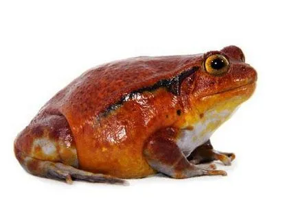 Frog Домат описание необичайна амфибия