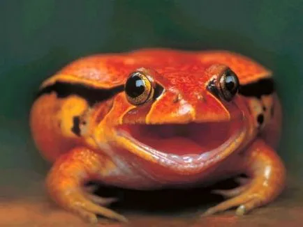 Frog paradicsom vagy paradicsom Microhylidae (latin: