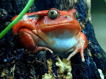 Tomate Frog - care este comună la amfibieni cu tomate