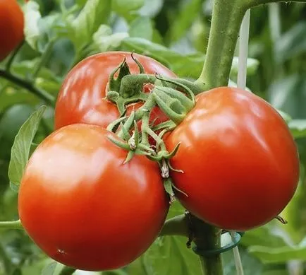 Cele mai bune soiuri cu productivitate și hibrizi de tomate pentru sere, o scurtă descriere