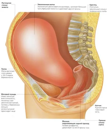 Uterul în timpul sarcinii, deoarece se pare ca modificările tonul uterului în timpul sarcinii