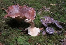 Mlechnik ordinară (Gladyshev) (Lactarius trivialis)