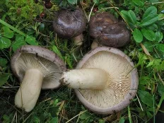 Mlechnik ordinară (Gladyshev) (Lactarius trivialis)