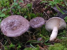 Mlechnik ordinară (Gladyshev) (Lactarius trivialis)