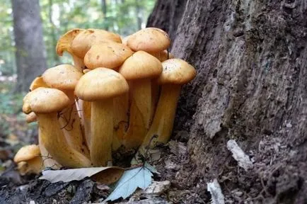 Мікологія - це що за наука