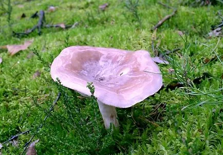 Mlechnik ordinară (Gladyshev) (Lactarius trivialis)