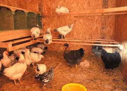 Mini-coop 10-20 pui cu mâinile lor - cum să construiască, instrucțiuni și diagrame