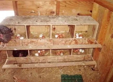 Mini-coop 10-20 pui cu mâinile lor - cum să construiască, instrucțiuni și diagrame