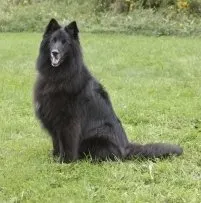 Este posibil pentru a da un iaurt de câine, director crescător