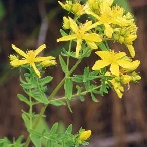 Дали жълт кантарион може да расте в техните летни къща семена
