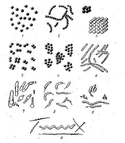 Morfologia bacteriilor - studopediya