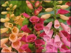 Digitalis красота и ползи