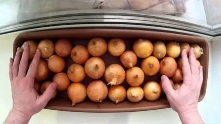 На скільки замочувати лук севок