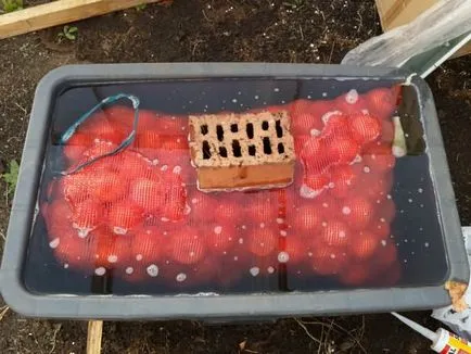 На скільки замочувати лук севок