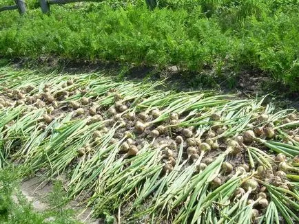 На скільки замочувати лук севок