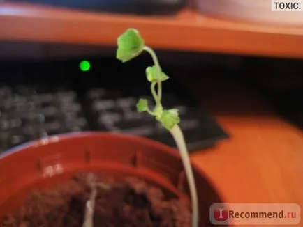 Комплект за отглеждане на щастливи растение - «расте с скача и границите! Латинка светло - и - слънчоглед