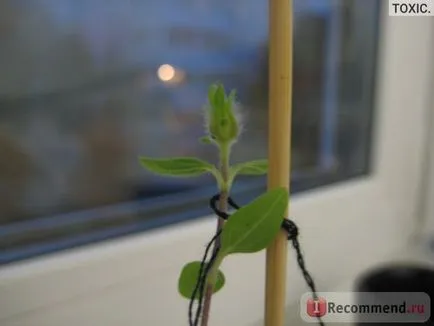 Комплект за отглеждане на щастливи растение - «расте с скача и границите! Латинка светло - и - слънчоглед