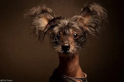 Egy szokatlan fajta kutyák - kínai meztelen - (27 fotó)