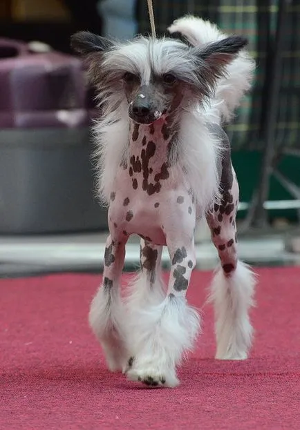 Egy szokatlan fajta kutyák - kínai meztelen - (27 fotó)
