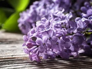 Спальня в фіолетових тонах - відтінки бузковий, пурпурний, фіалковий (фіолетових) Спальня в фіолетових тонах - відтінки бузковий, пурпурний, фіалковий