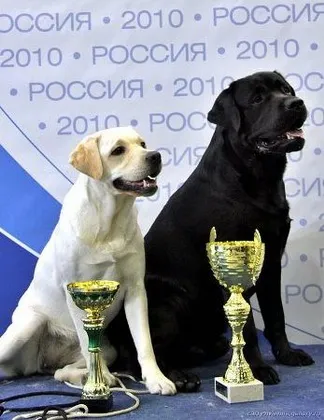 Стандарт породи лабрадор ретрівер, лаброклуб