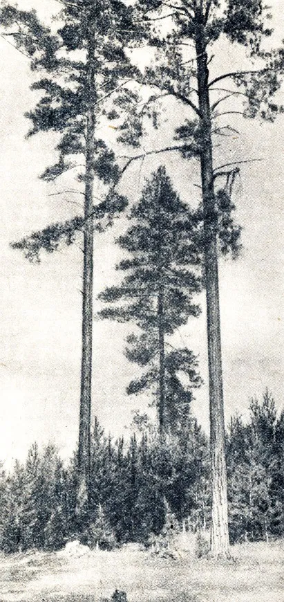 Суцільні рубки +1949 ейтінген г