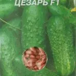 Castraveți tratate și acoperite (poloneză și selecție internă) magazin online pentru semințe -