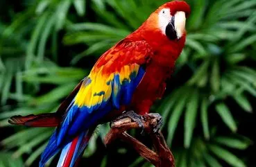 Privire de ansamblu papagal numele speciei, o scurtă descriere și o fotografie, definiția tipului