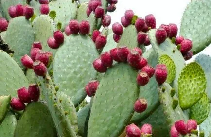 Opuntia полезни и лечебни свойства на кактус