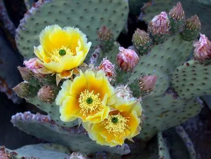 Opuntia hasznos és gyógyászati ​​tulajdonságai kaktusz