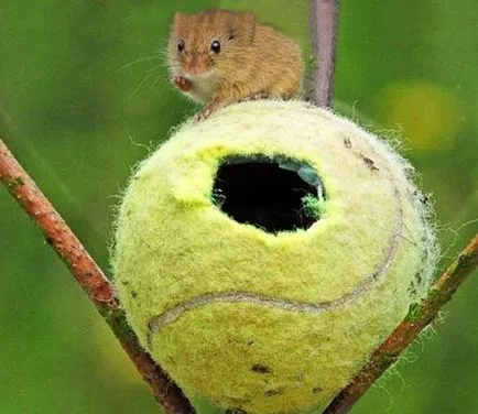 Decorul original al mingi de tenis - idei pentru acasă