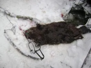 A vadászat egy hód csapdák - fotó-video telepítési módszereket télen és nyáron