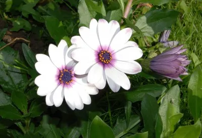 Osteospermum расте от семена в домашни условия