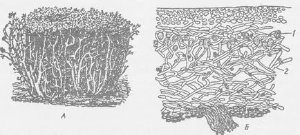 Departamentul de licheni - pіdtsarstvo plante inferioare - regnul vegetal - eucariotele superkingdom - plante