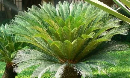 Palm Cycas revoluta грижи