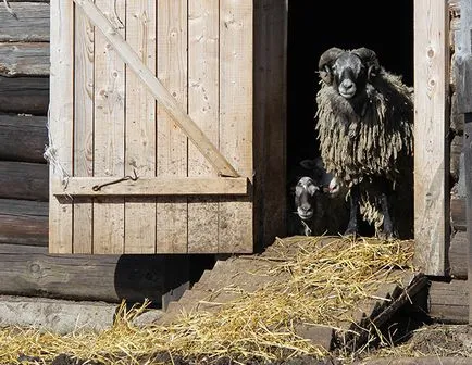 Juhtenyésztés, hogyan kell kezelni a gazdaság és a felszínen maradni